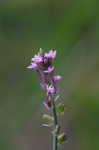 Procession flower